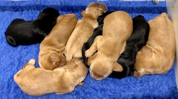 Brayroan Cocker Spaniels Dogs QLD - Dogs Australia (ANKC)Reg