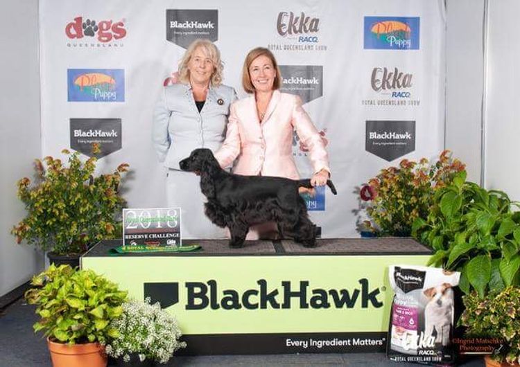 Brayroan Cocker Spaniels Dogs QLD - Dogs Australia (ANKC)Reg