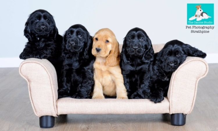 Brayroan Cocker Spaniels Dogs QLD - Dogs Australia (ANKC)Reg