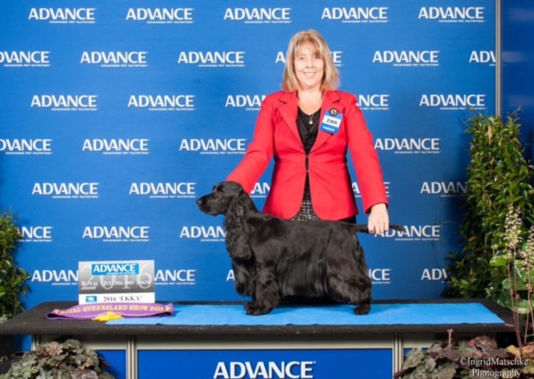 Brayroan Cocker Spaniels Dogs QLD - Dogs Australia (ANKC)Reg