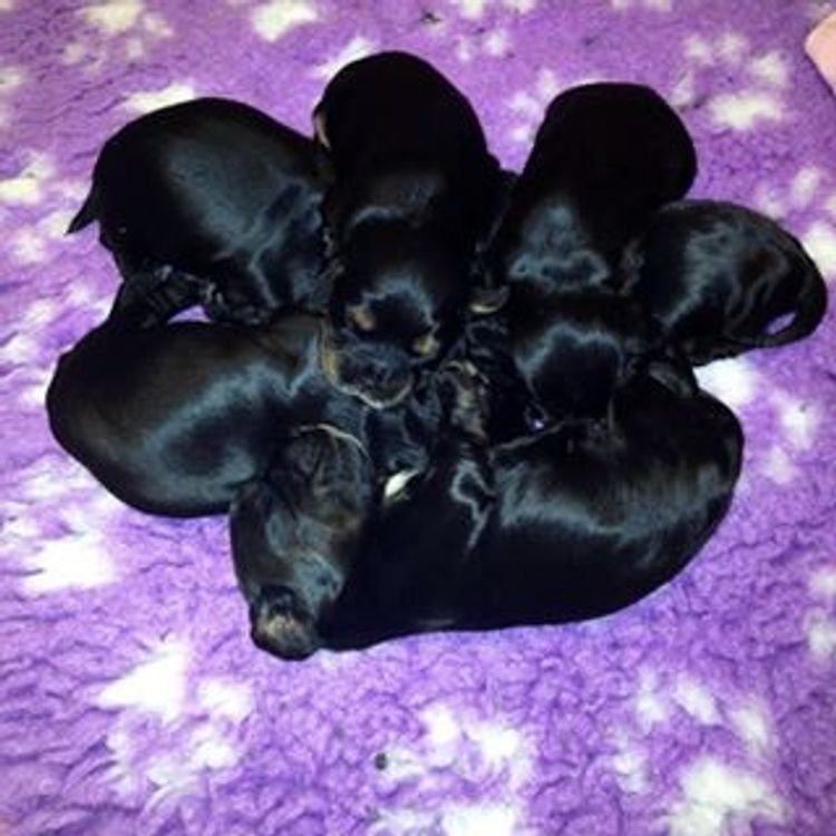 Brayroan Cocker Spaniels Dogs QLD - Dogs Australia (ANKC)Reg