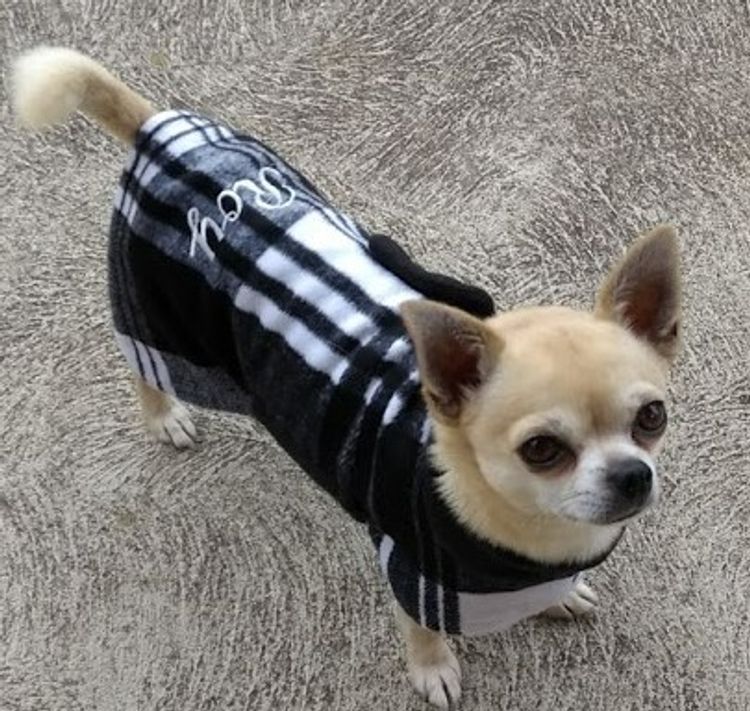 Trulore Chihuahuas