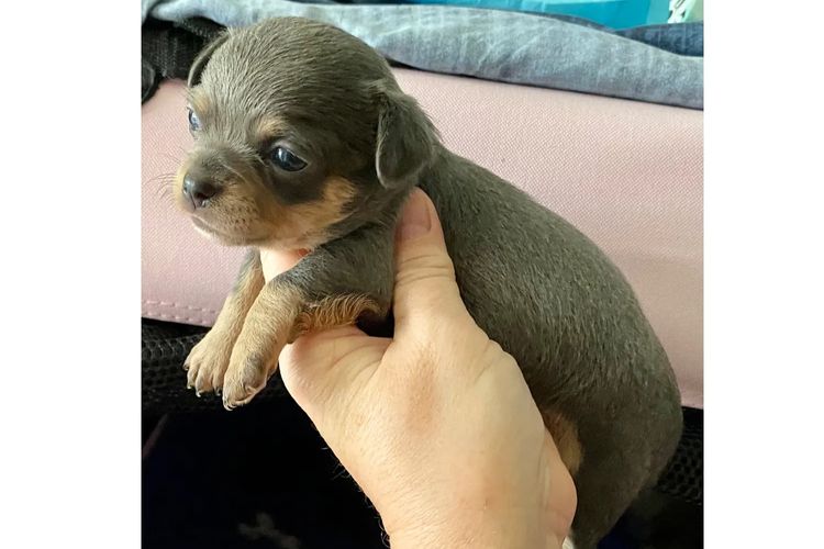 Trulore Chihuahuas