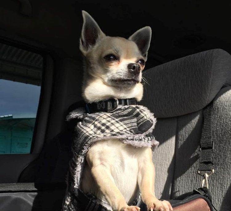 Trulore Chihuahuas