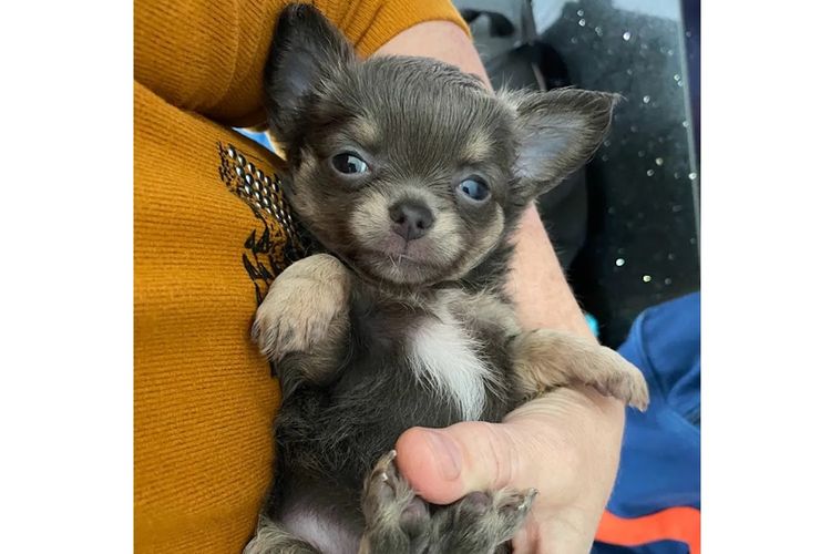 Trulore Chihuahuas