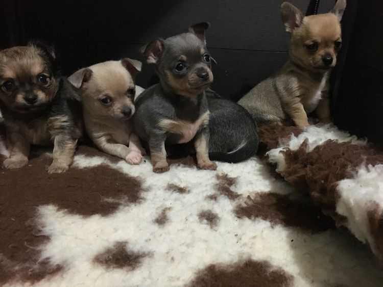 Trulore Chihuahuas