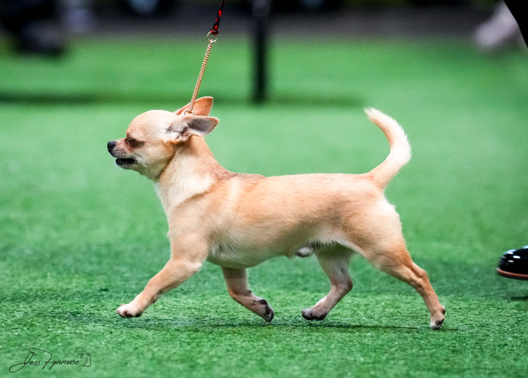 Trulore Chihuahuas