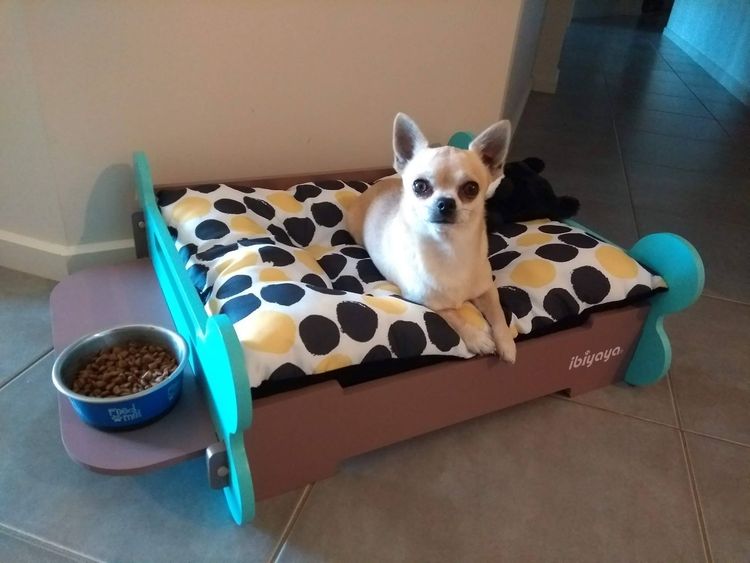 Trulore Chihuahuas