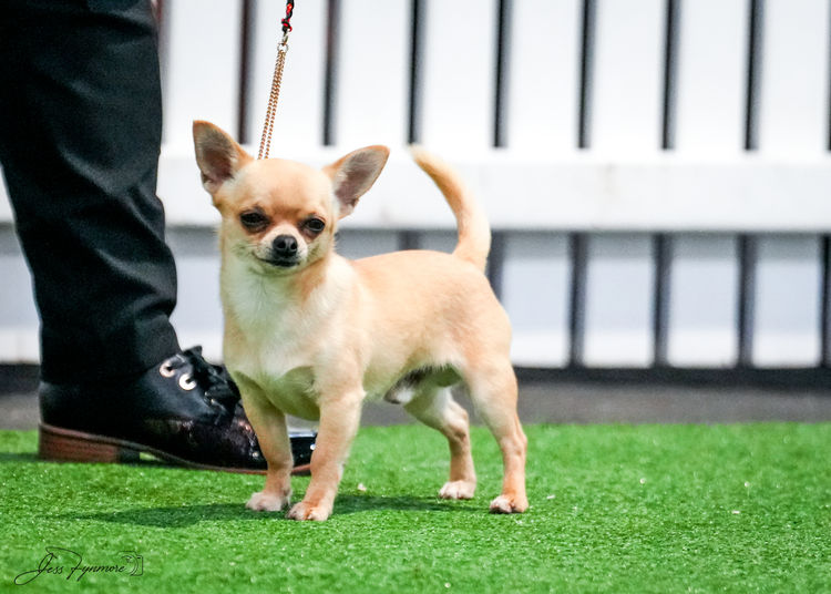 Trulore Chihuahuas