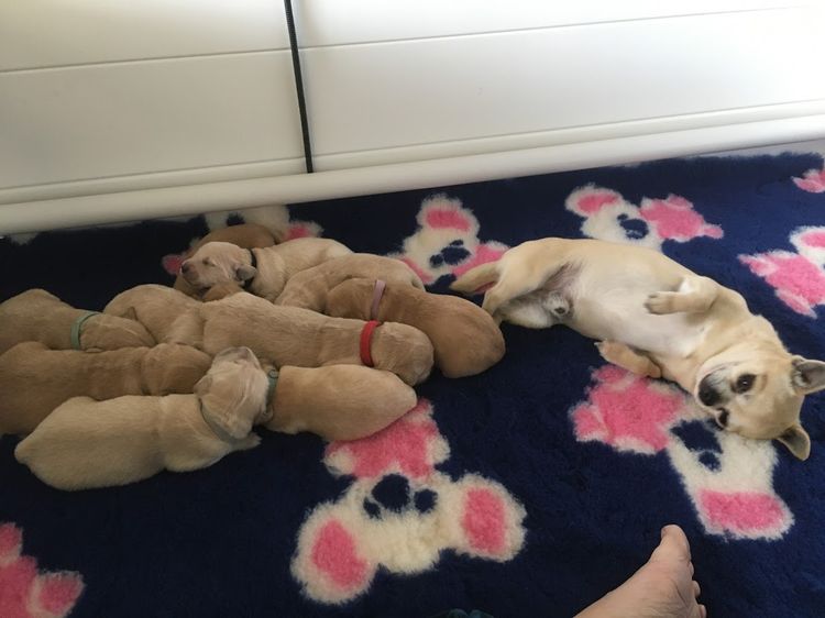 Trulore Chihuahuas