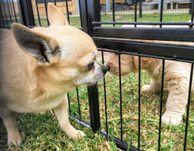 Trulore Chihuahuas