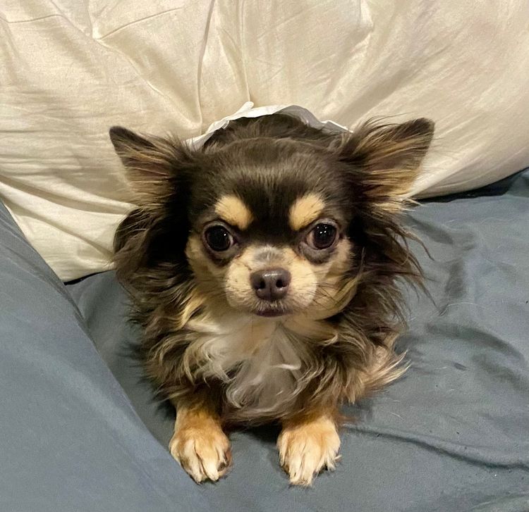 Trulore Chihuahuas