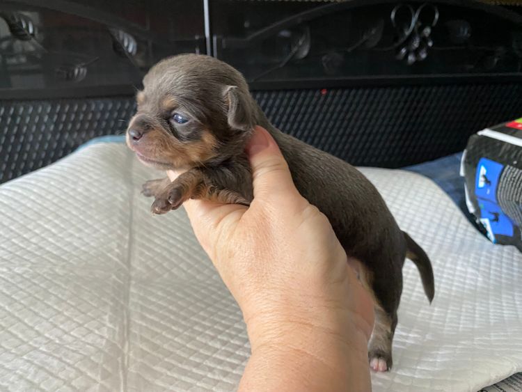 Trulore Chihuahuas
