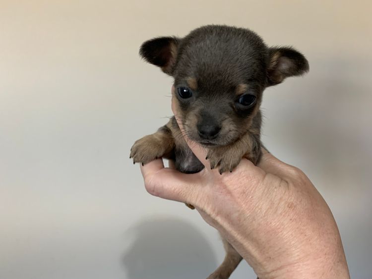 Trulore Chihuahuas
