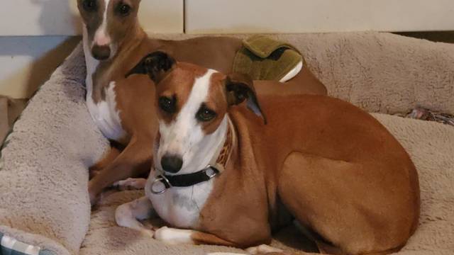 Dimadal Italian Greyhounds