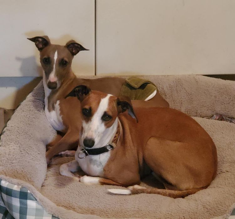 Dimadal Italian Greyhounds