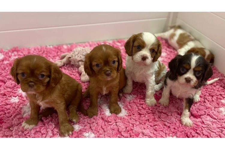 Roses N Kisses Cavaliers