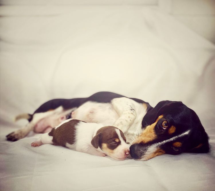 Snow White Miniature Dachshunds