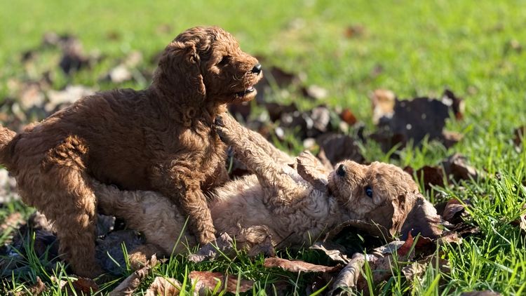 Willie's Wagtails - Standard Poodles