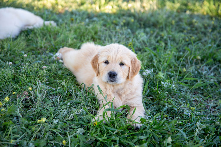 Kintyre Goldens