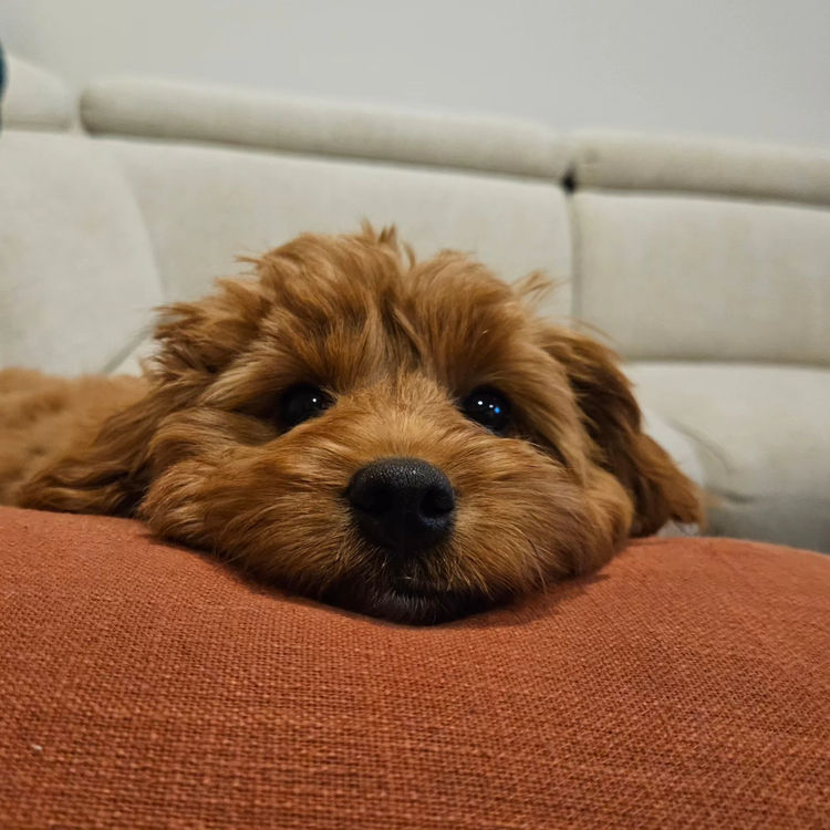 Oodles of Groodles & Cavoodles