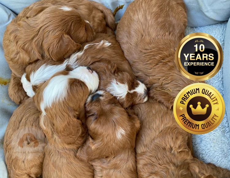 Oodles of Groodles & Cavoodles
