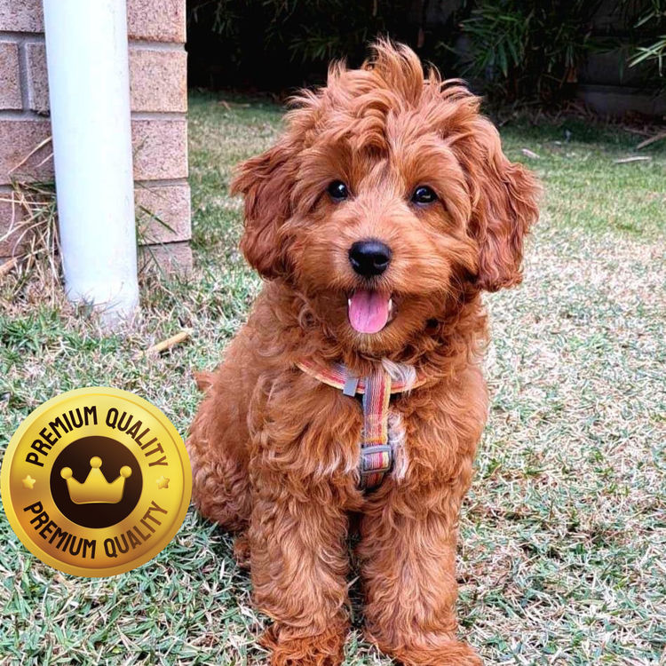 Oodles of Groodles & Cavoodles