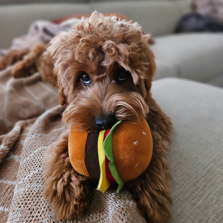 Oodles of Groodles & Cavoodles