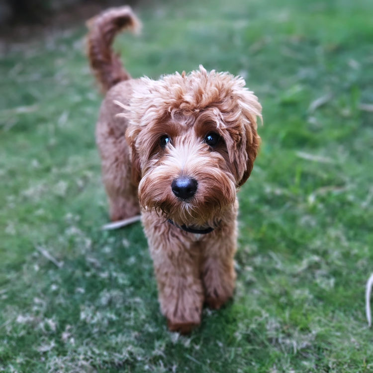 Oodles of Groodles & Cavoodles