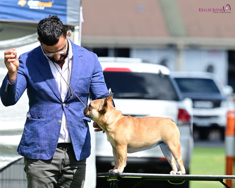 Mambilou French Bulldogs