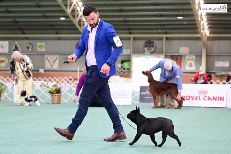 Mambilou French Bulldogs