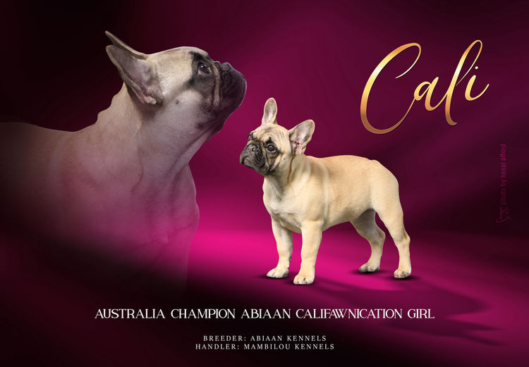 Mambilou French Bulldogs