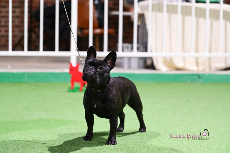 Mambilou French Bulldogs
