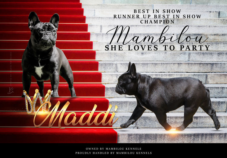 Mambilou French Bulldogs