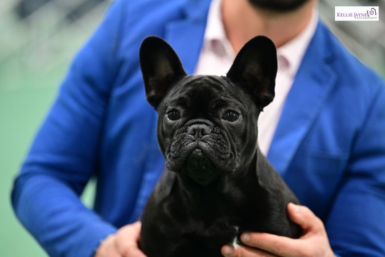 Mambilou French Bulldogs