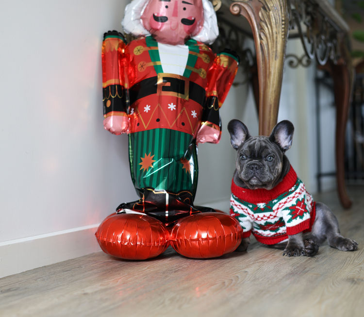 Collared Crew - French Bulldogs