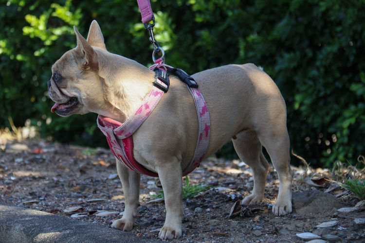 Collared Crew - French Bulldogs