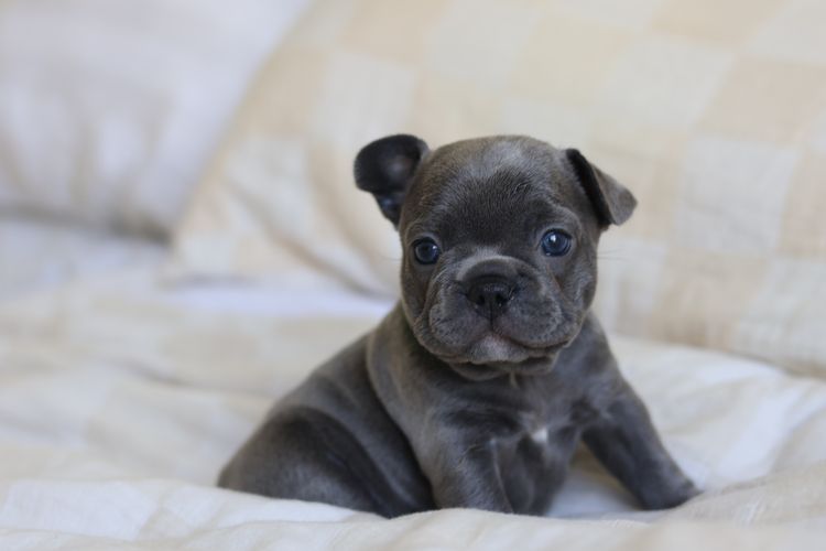 Collared Crew - French Bulldogs