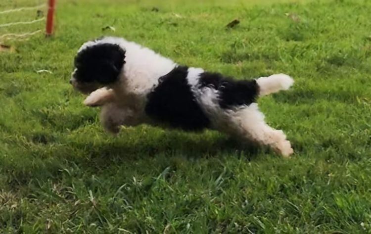 Par Annette Miniature Poodles