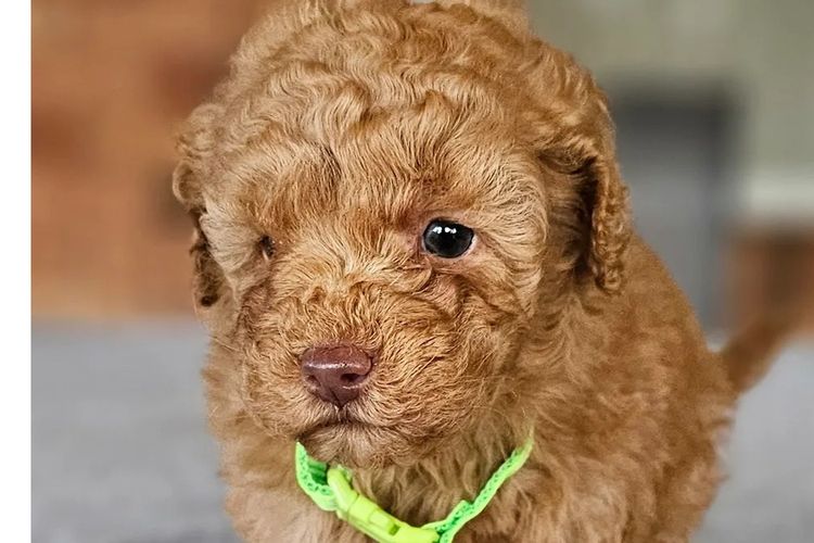 Par Annette Miniature Poodles