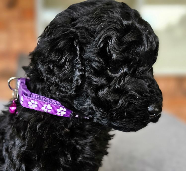 Par Annette Miniature Poodles