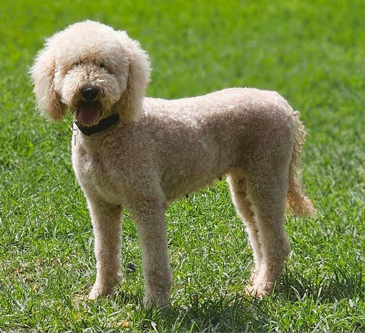 Par Annette Miniature Poodles