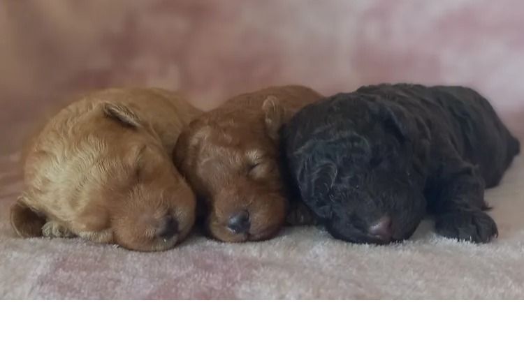 Kings Bridge Kennels Toy Poodles