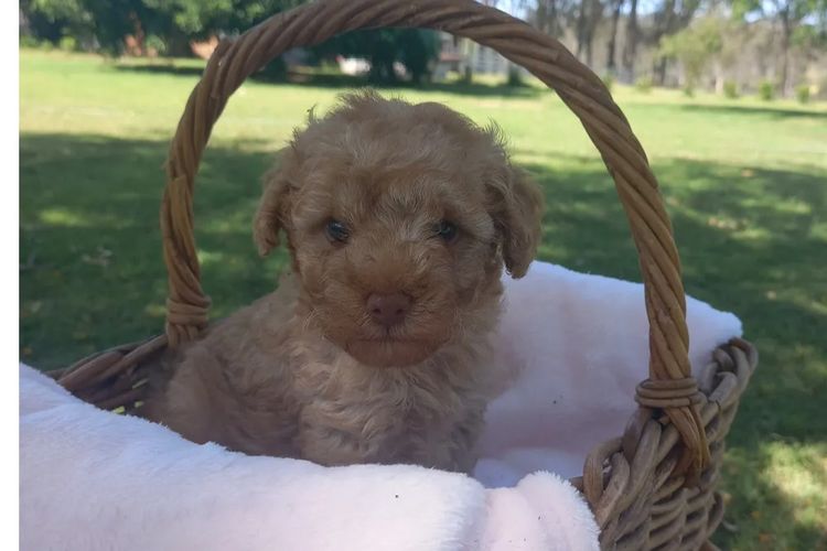 Kings Bridge Kennels Toy Poodles