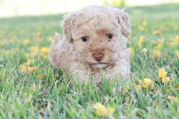 Kings Bridge Kennels Toy Poodles