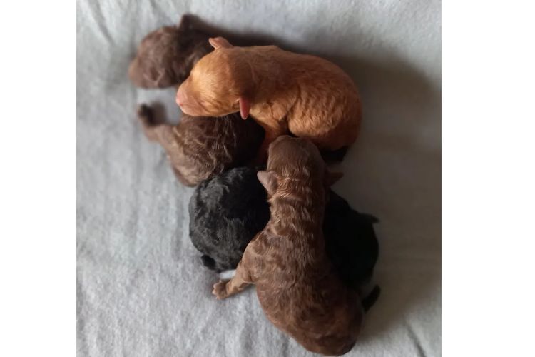 Kings Bridge Kennels Toy Poodles