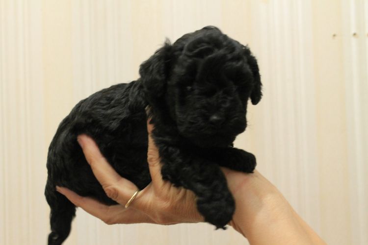 Kings Bridge Kennels Toy Poodles
