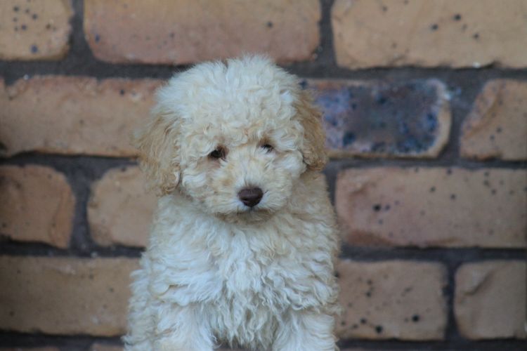 Kings Bridge Kennels Toy Poodles