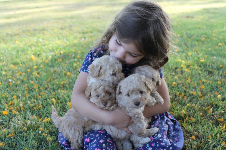 Kings Bridge Kennels Toy Poodles