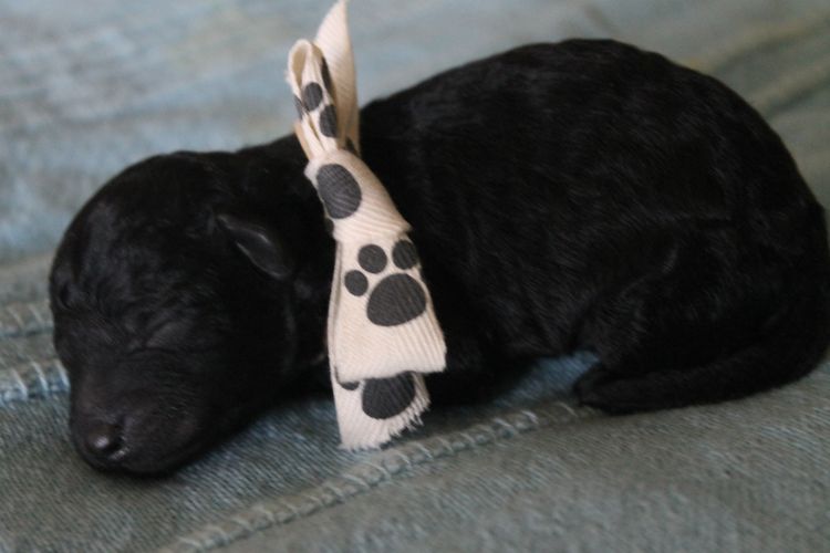 Kings Bridge Kennels Toy Poodles